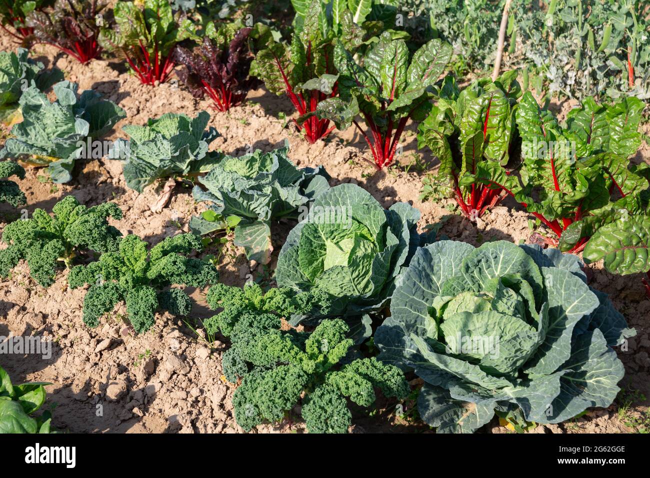 Growing beet and cabbage beds in the vegetable garden Stock Photo Alamy