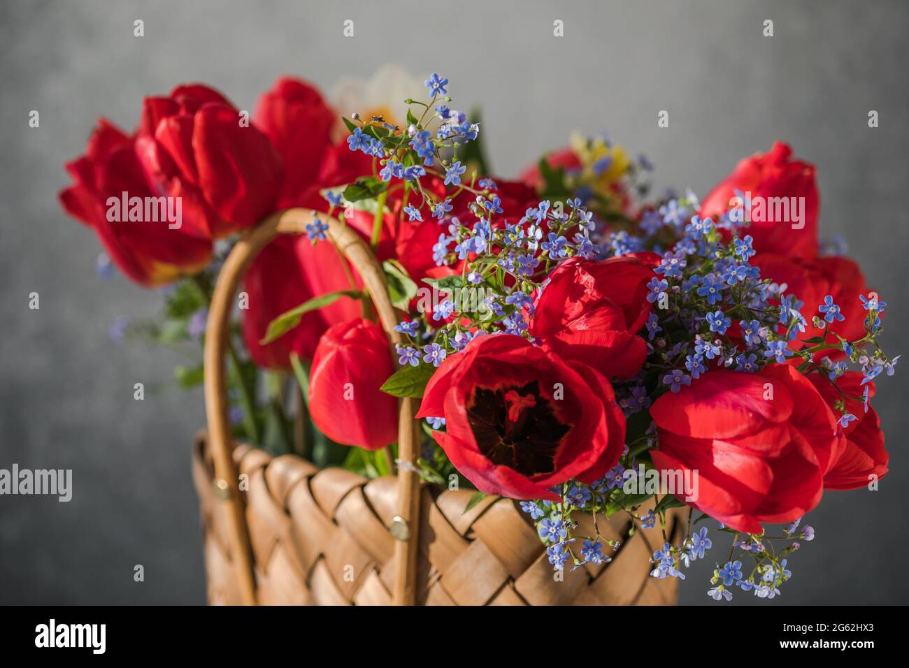Summer or spring bouquet of daffodils and red tulips in a wicker basket ...