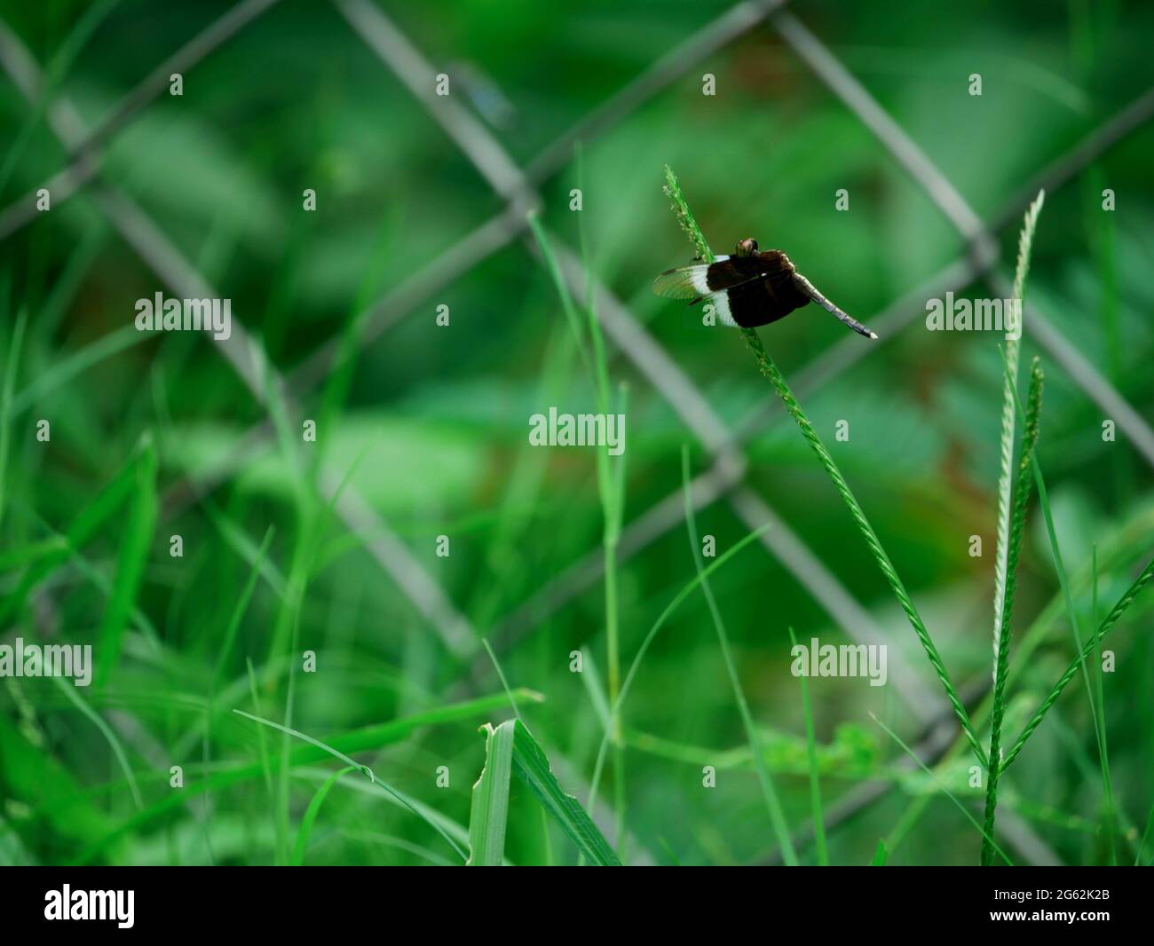 Black and white dragonfly insect seating upon grass leaf on blur net ...