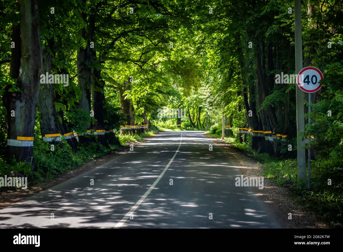 Scenic asphalt road through green forest in summer Stock Photo - Alamy
