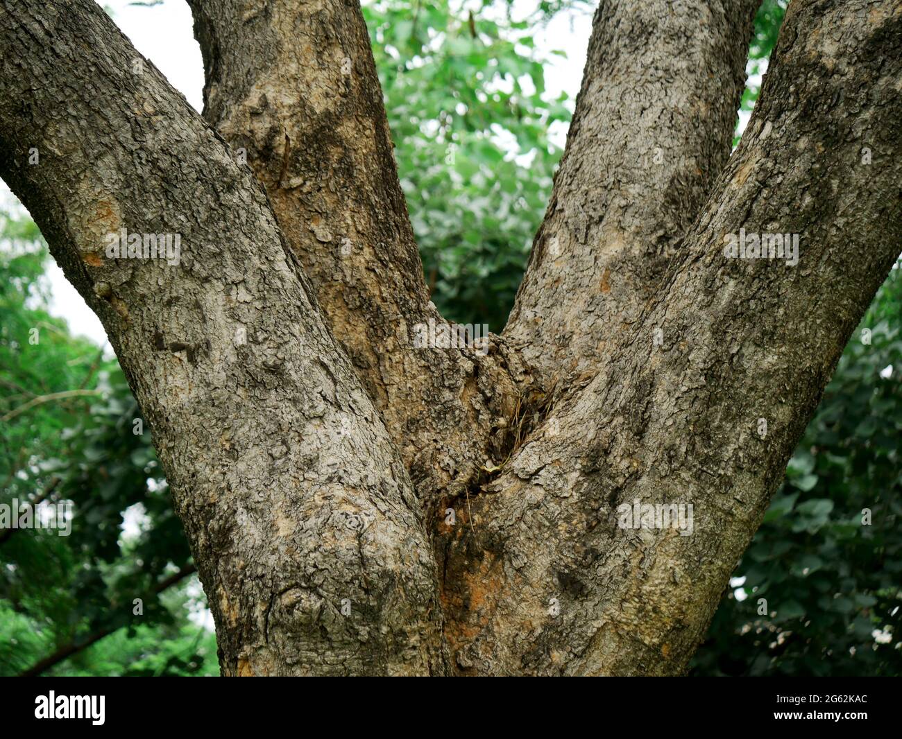 Multiple branches tree wood presented at green grass indian garden ...