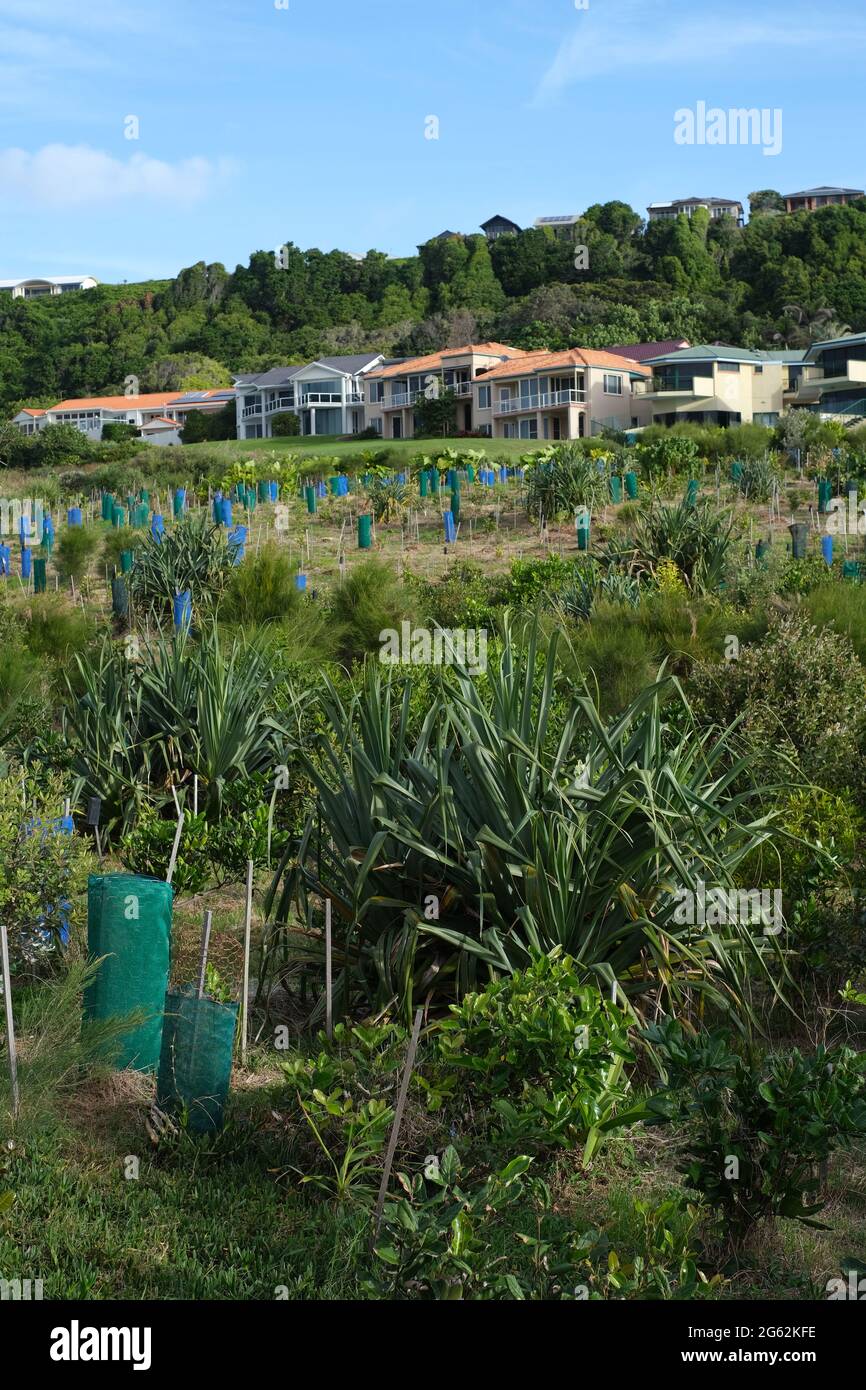 Coastal bush regeneration in Lennox head, NSW Australia Stock Photo