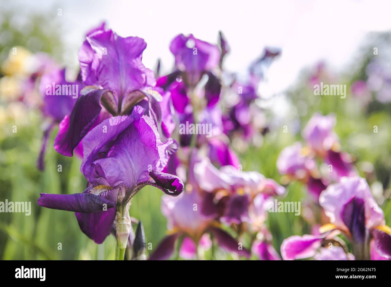 Germanica iris close-up in the garden. Atmospheric spring floral background. Solar banner with copy space. Delicate delicate irises flower beds and pa Stock Photo