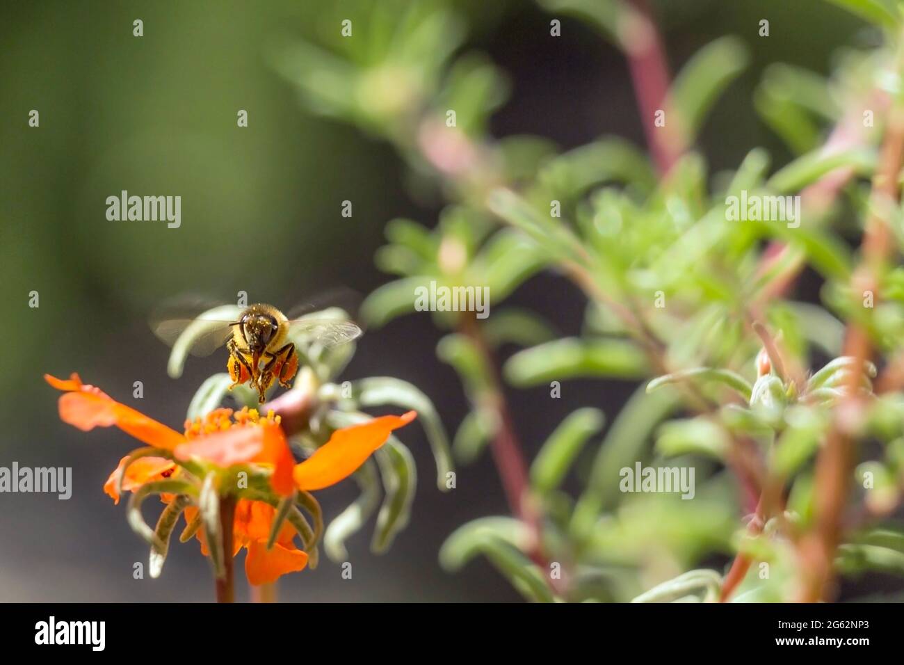 Bee flying from flower flowers hi-res stock photography and images - Alamy