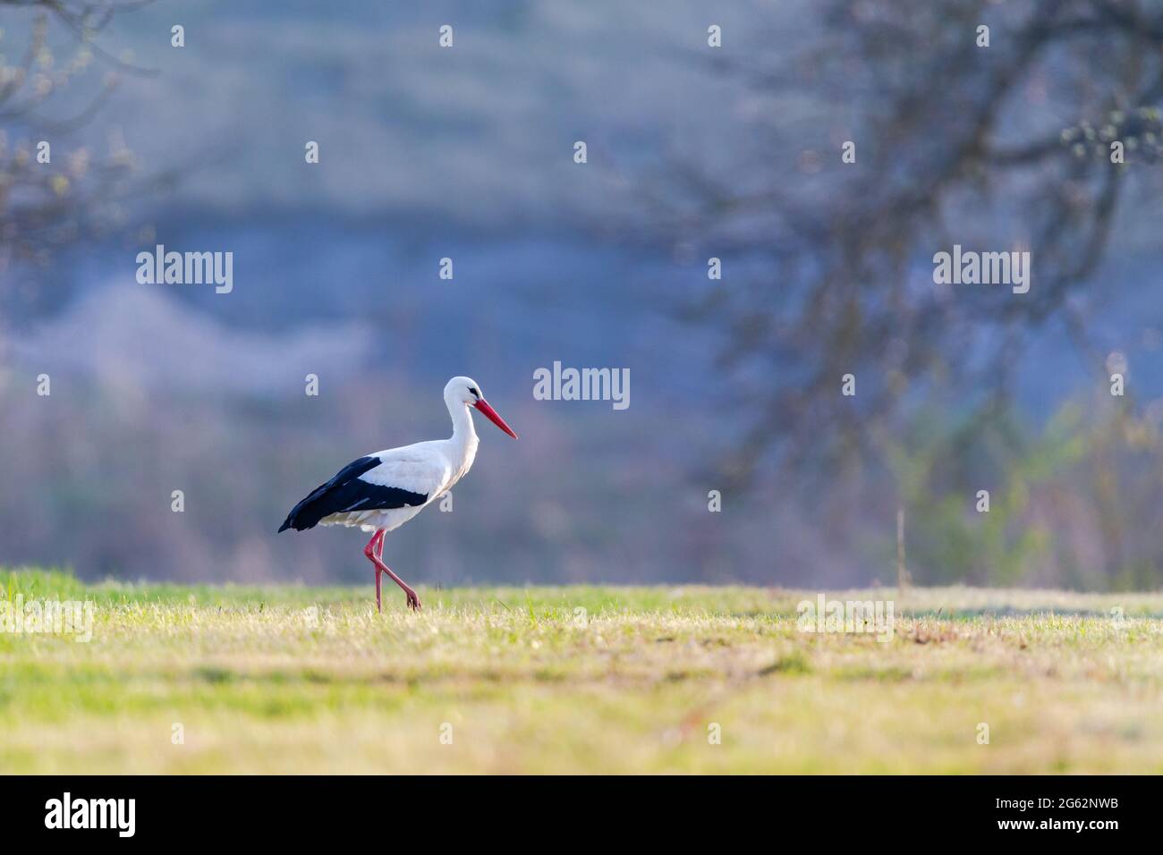 White stork (Ciconia ciconia) on a meadow in spring near Hochheim, Germany. Stock Photo