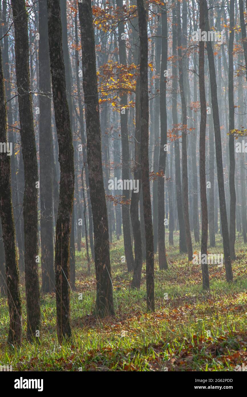 Mushuk sogish bilan mobil porno Chiroyli porno onlayn