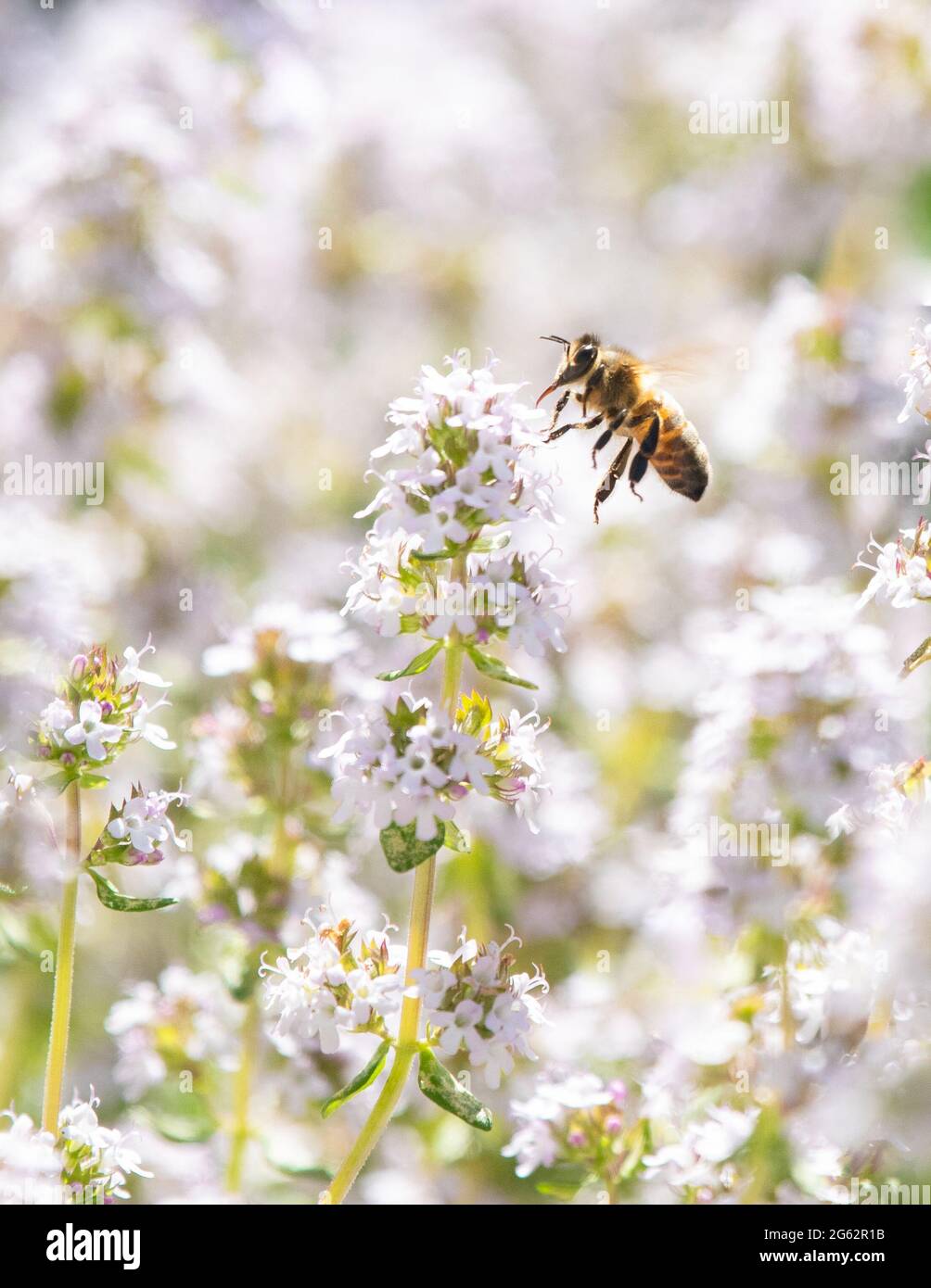 Honey bee visiting thyme plant in a uk garden Stock Photo Alamy