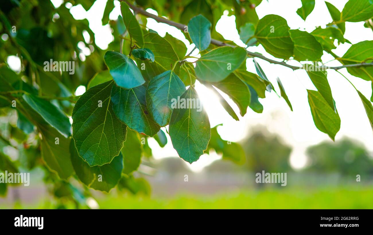 Close up of Cordia myxa green leaves. It is also known with Cordia obliqua, Cordia dichotoma, clammy cherry. Stock Photo