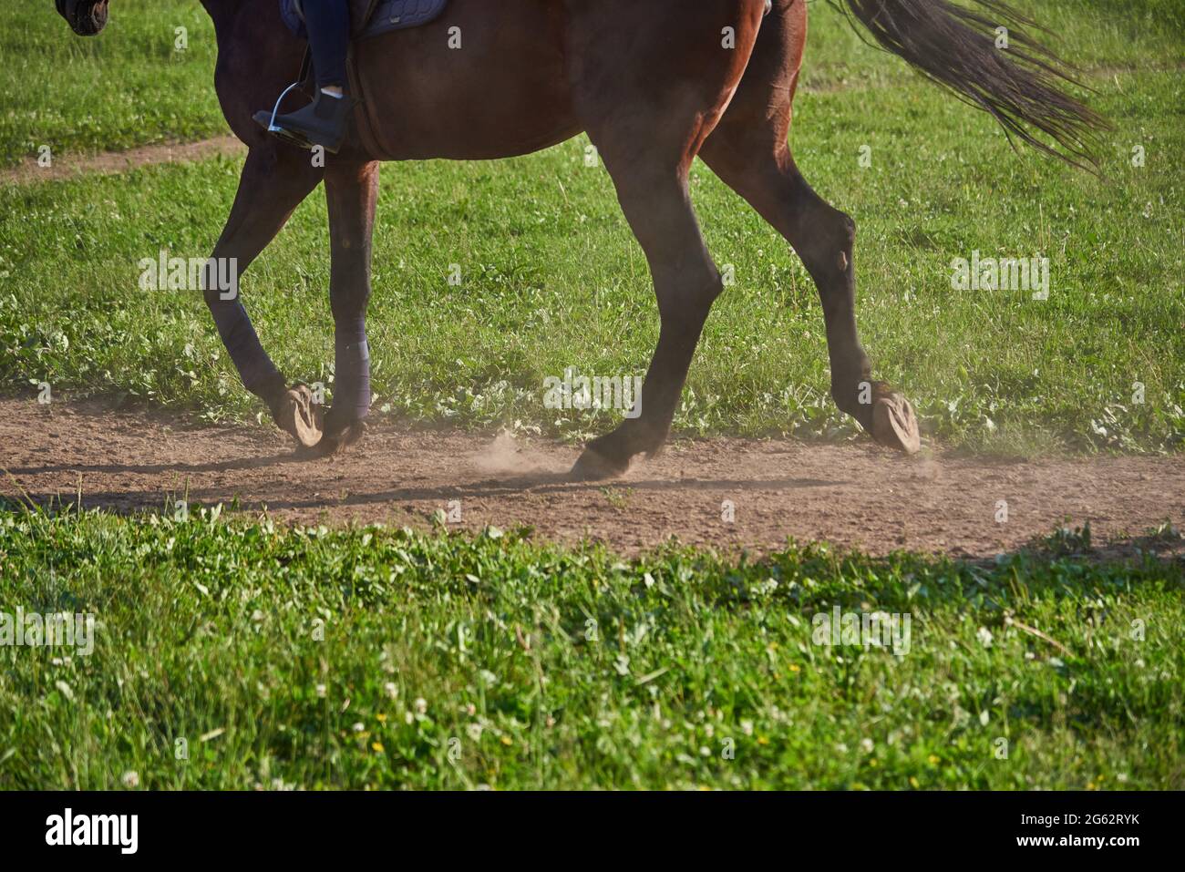 Closeup of the horse's hooves and legs in the arena Stock Photo Alamy