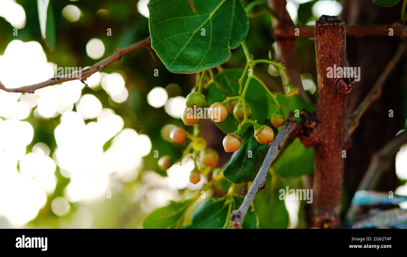 Hanging fruits of Medicinal plant of Cordia Myxa or Lasura with green leaves pattern. Medicinal plant and Homeopathic industry concept. Stock Photo