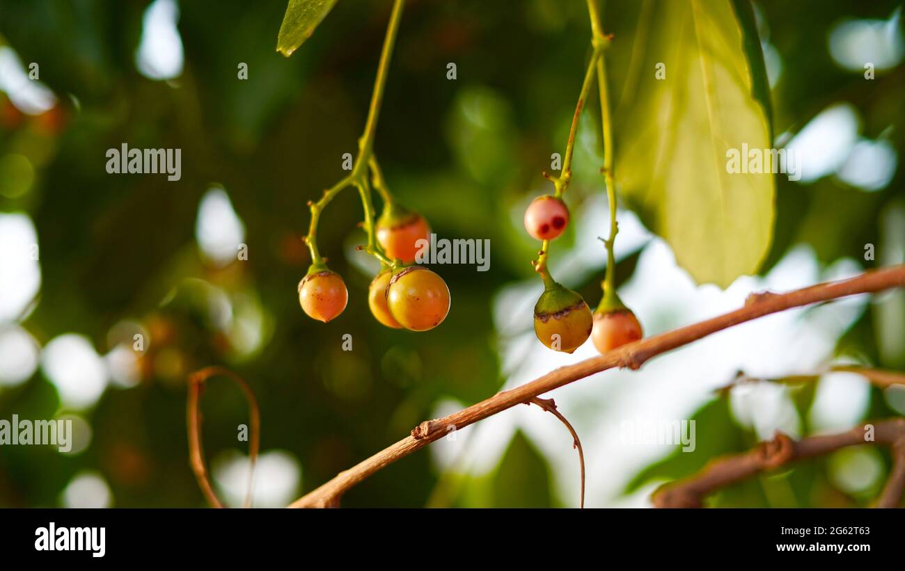 Medicinal plant and Homeopathic industry concept. Cordia myxa, Cordia dochotoma plant tree with ripe golden hanging fruits closeup shot. Stock Photo