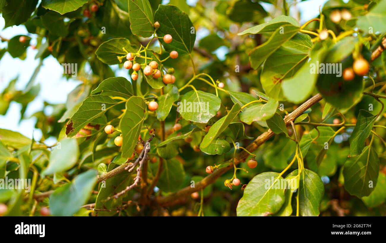 Golden ripe fruits of cordia dichotoma tree or fragrant manjack, with green leaves pattern. Medicinal plant closeup shot. Stock Photo