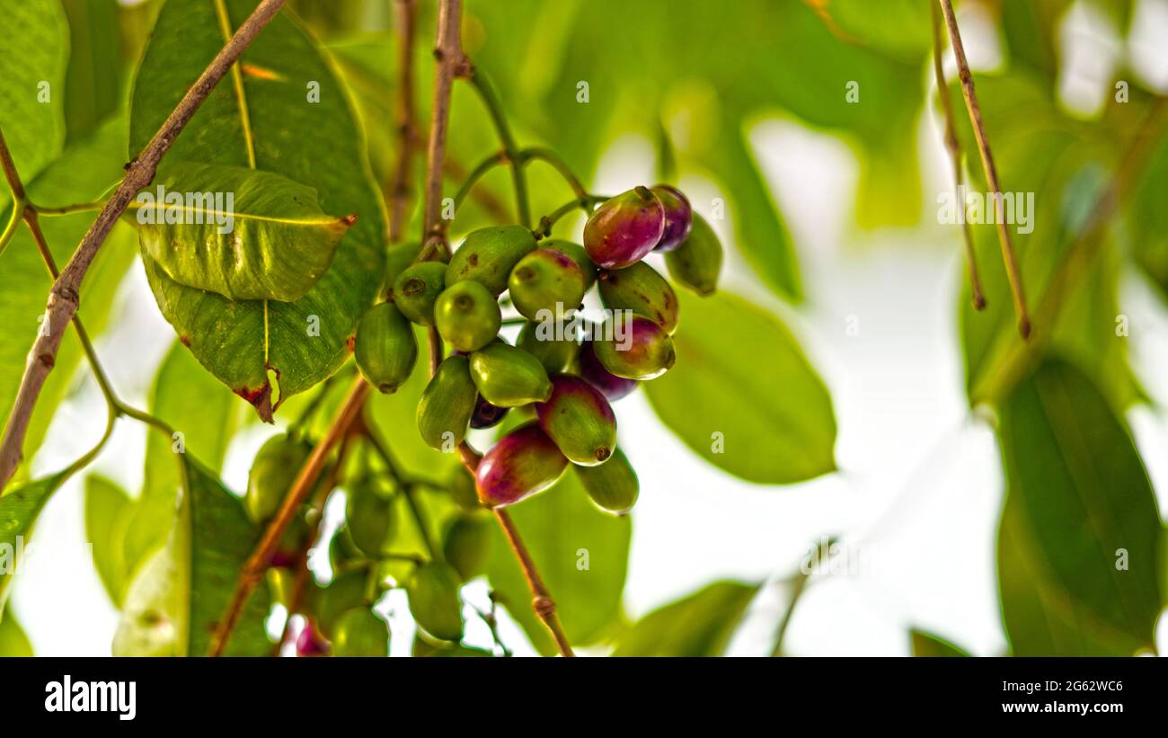 Acidic sour fruits of Jamun or Syzygium cumini with attractive green leaves pattern. Green bunch of organic blood red and black Java plum fruits. Stock Photo