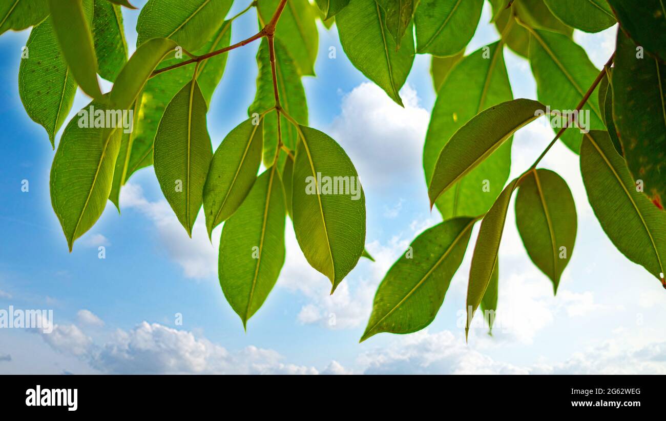 Jamun or Java plum leaves. Closeup shot of Jamun or Syzygium cumini with new fresh green leaves pattern. Stock Photo