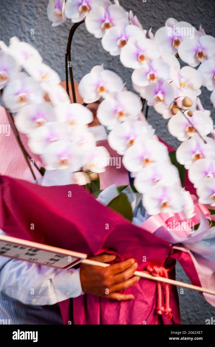 Magnificent orchid flowers, popular in ancient Japan and symbolic of