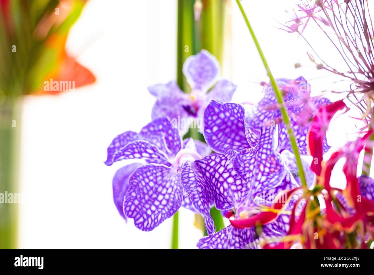 Vanda Orchid in interior decorative flower bouquet. Stock Photo
