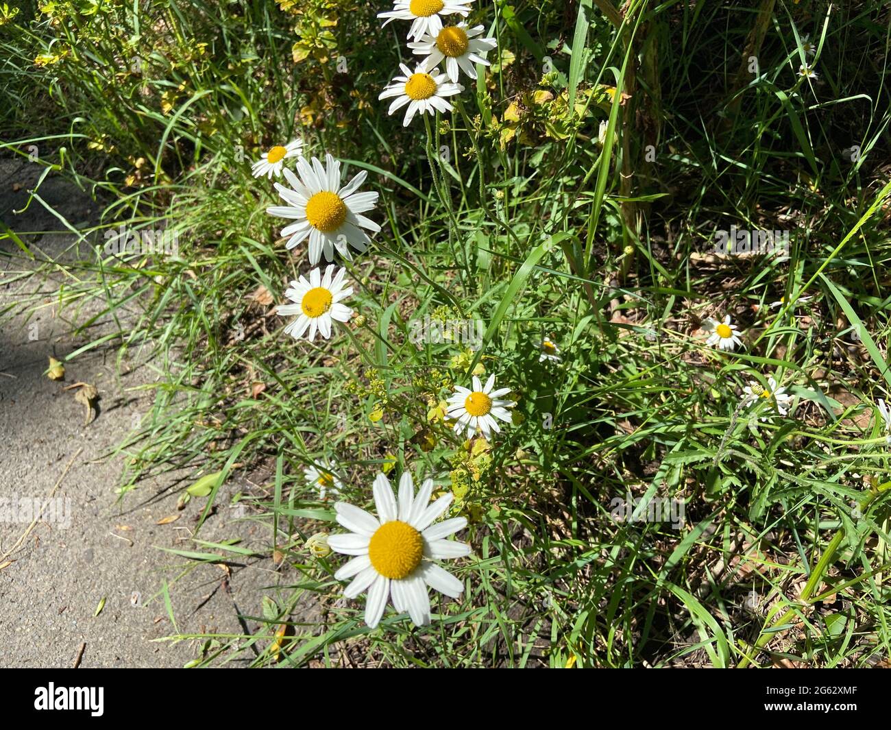 wild rabbit rabbits in undergrowth of woodland stock Stock Photo Alamy