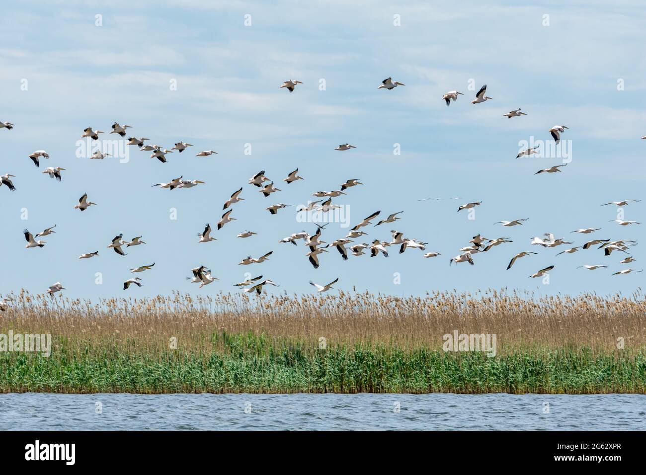 colony of pelicans in flight, danube delta Stock Photo