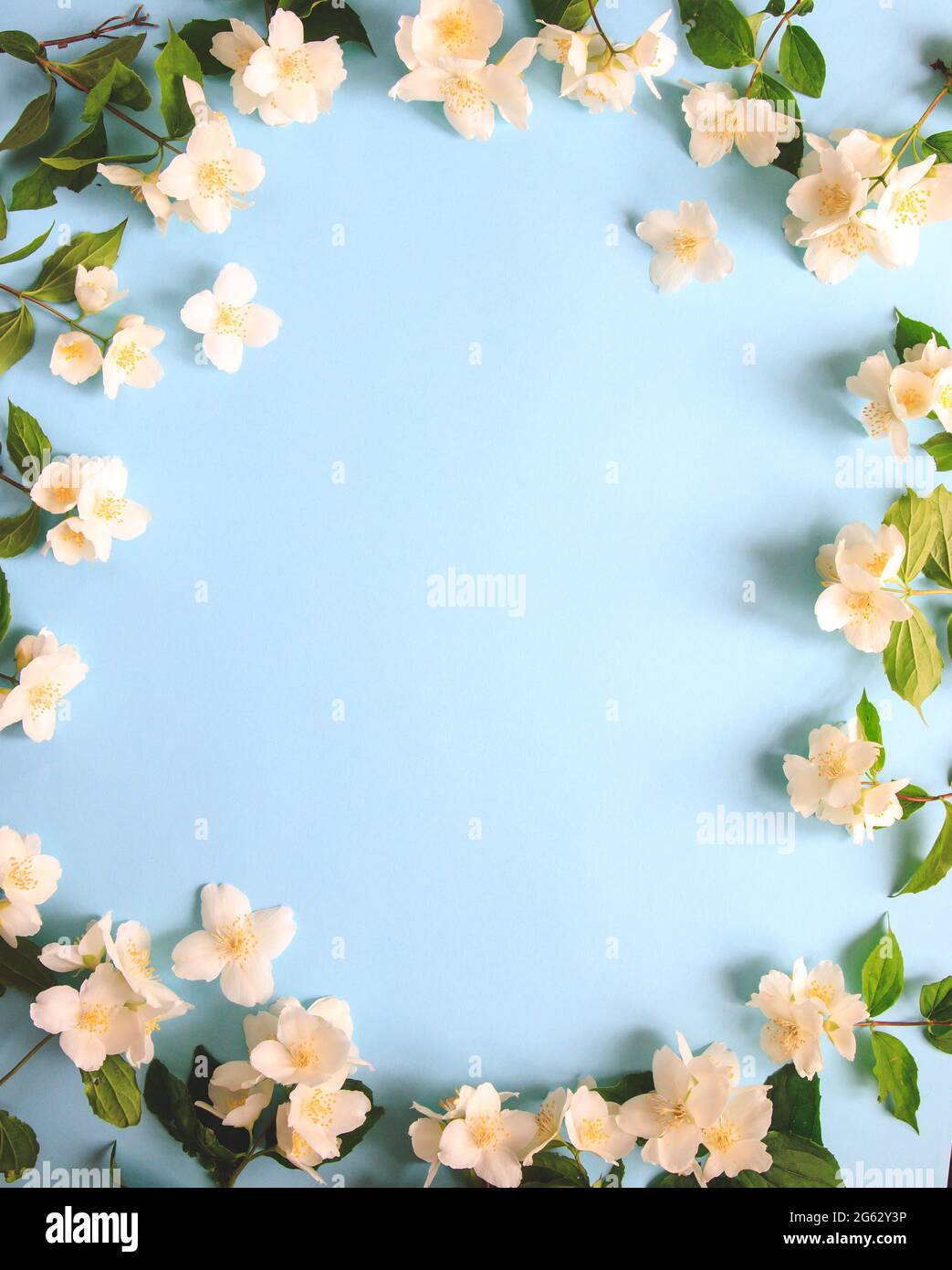 Tender jasmine flowers on blue background. Jasmine (Other names are