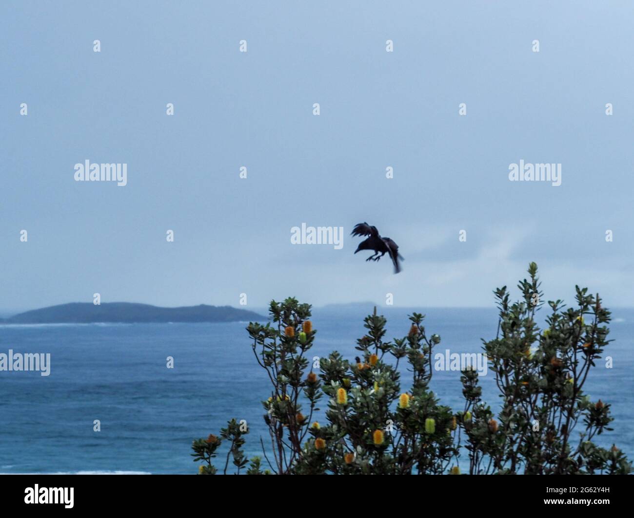 Bird, Making a landing, an Australian Raven or crow, silhouetted against a grey blue sky and sea as it flys in to land on a Coastal Banksia bush, Stock Photo
