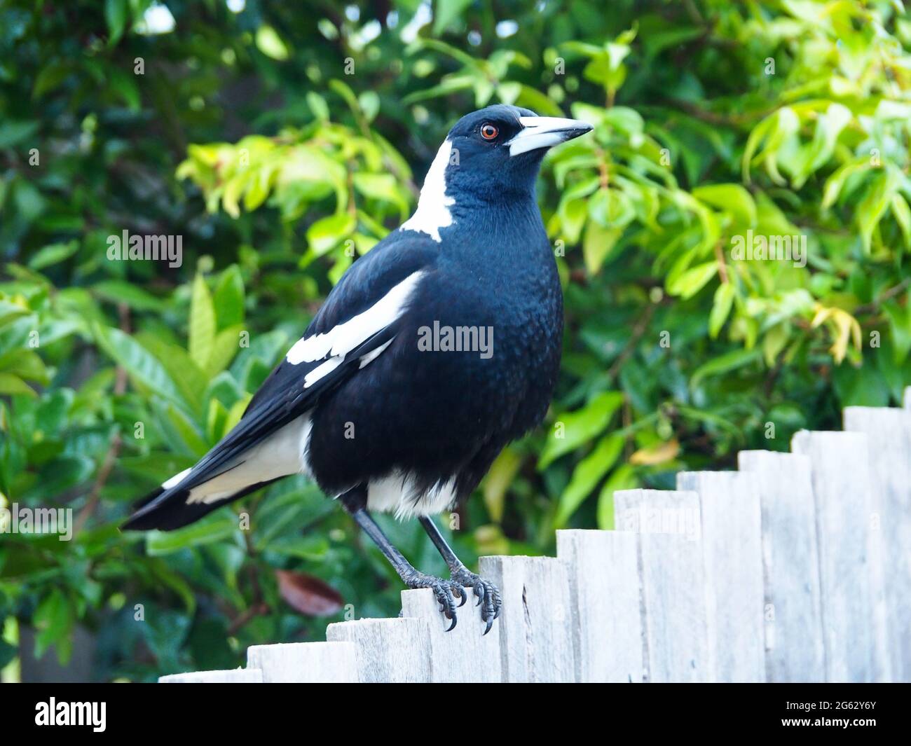 Beautiful closeup of a shiny proud looking black and white feathered Australian Magpie bird
