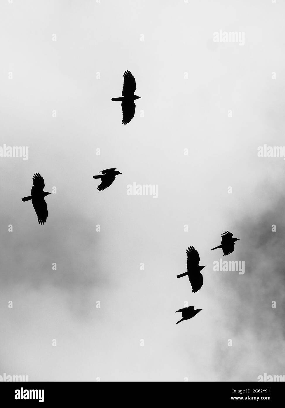 Birds, a flock of Australian Ravens, a murder of crows, flying silhouetted black against a grey cloudy sky, Australia Stock Photo