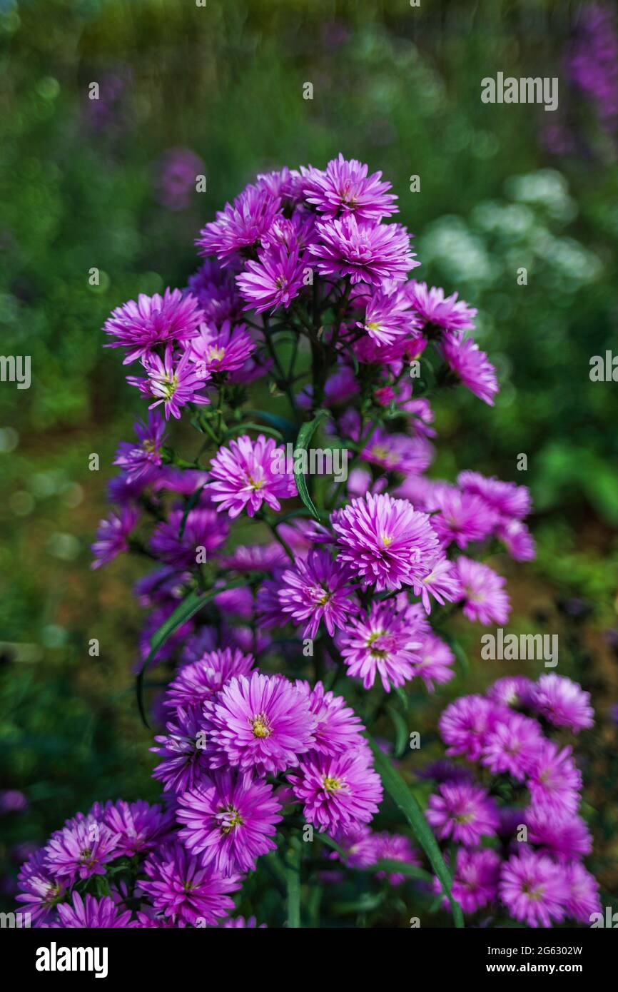 Close up of beautiful and fresh blooming purple aster flower blossom with bokeh background. Isolated. No people. Stock Photo