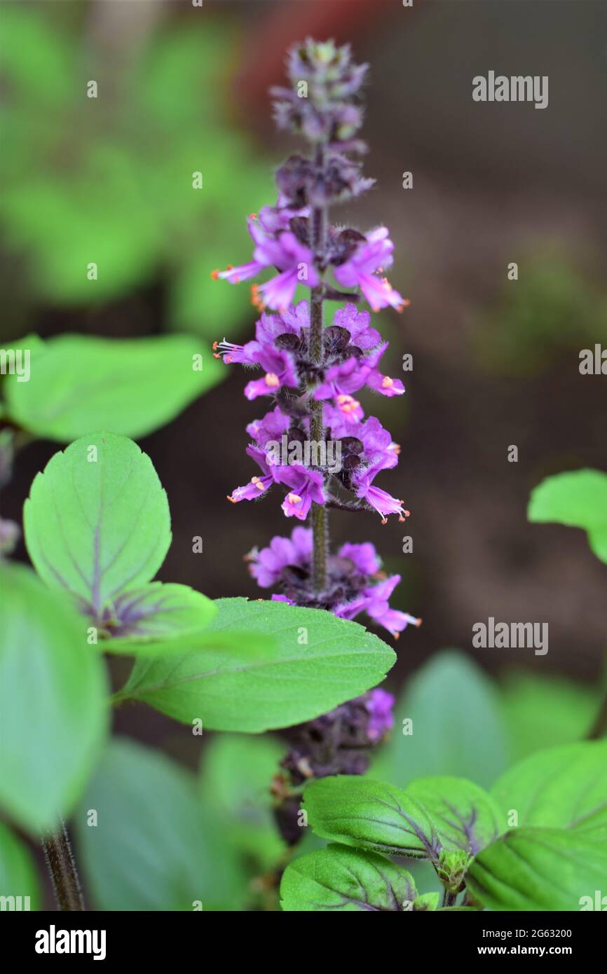 Close up of a flowering shrub basil against a blurred background Stock Photo