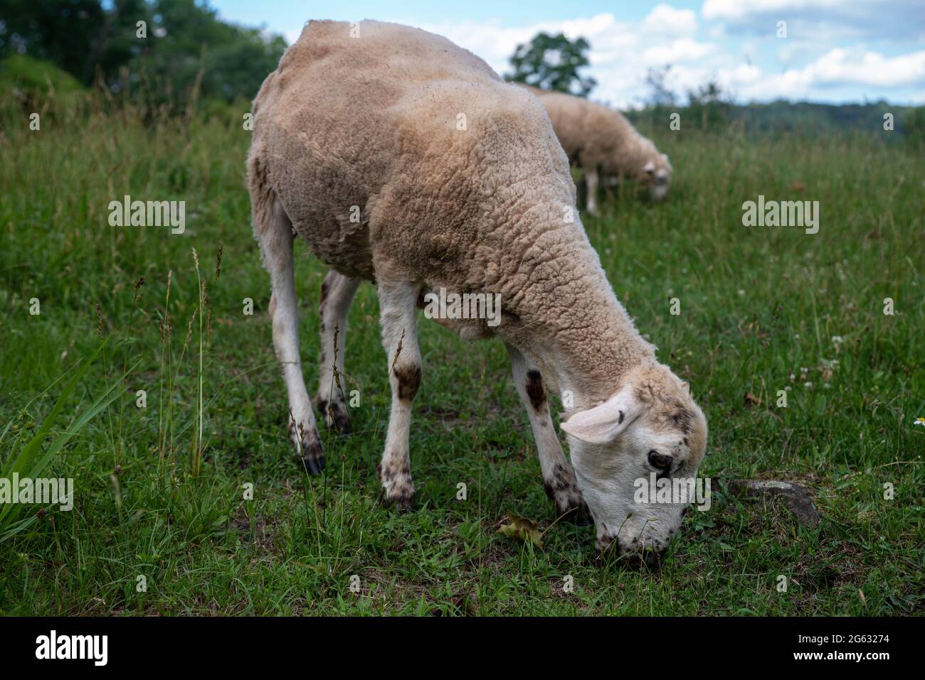 Lamb grazes in idylli green grass meadow animal profile portrait Stock Photo