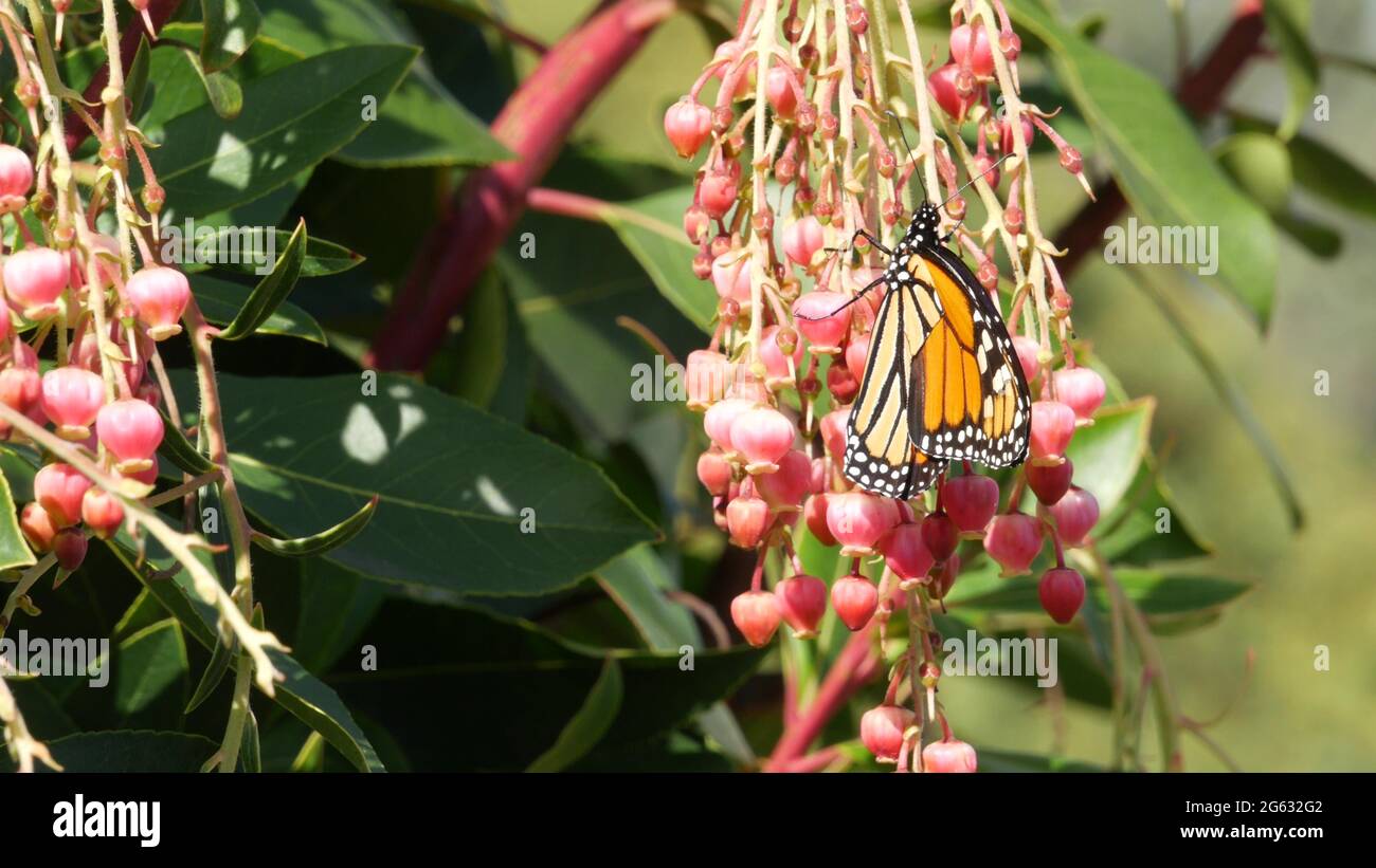 Monarch butterfly pollinate arbutus flower, California USA. Pink