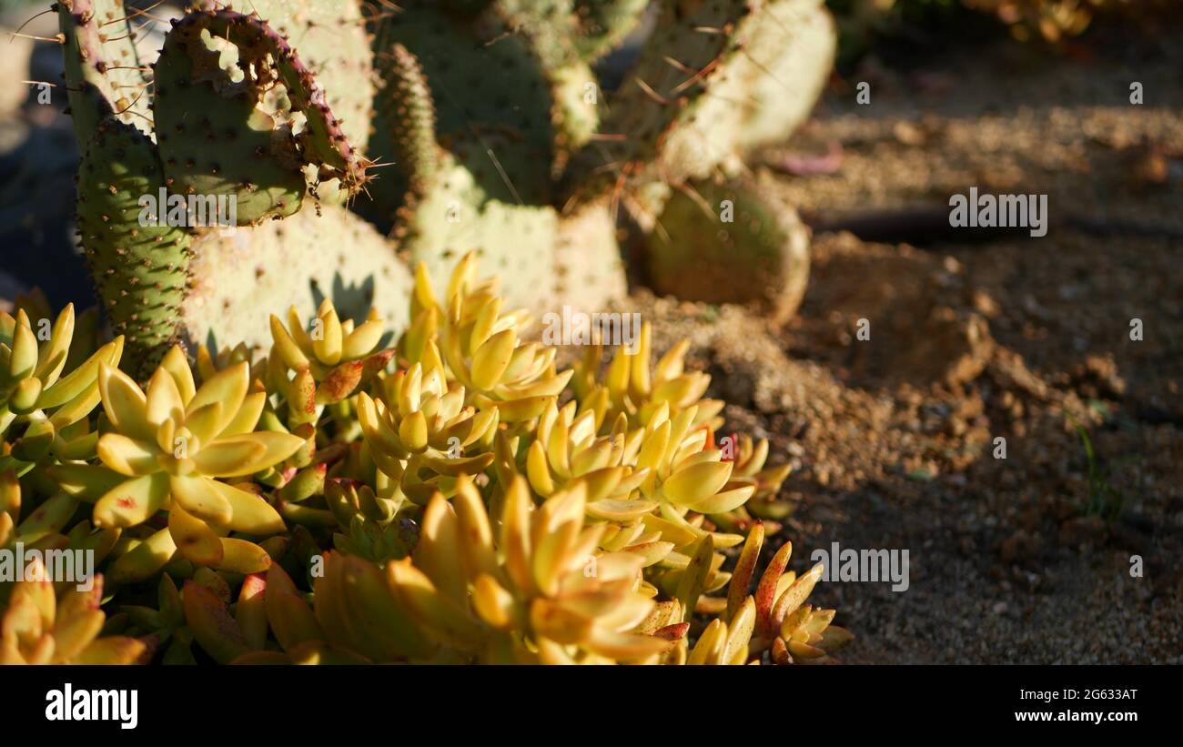 Cactus succulent plant, California USA. Desert flora, arid climate