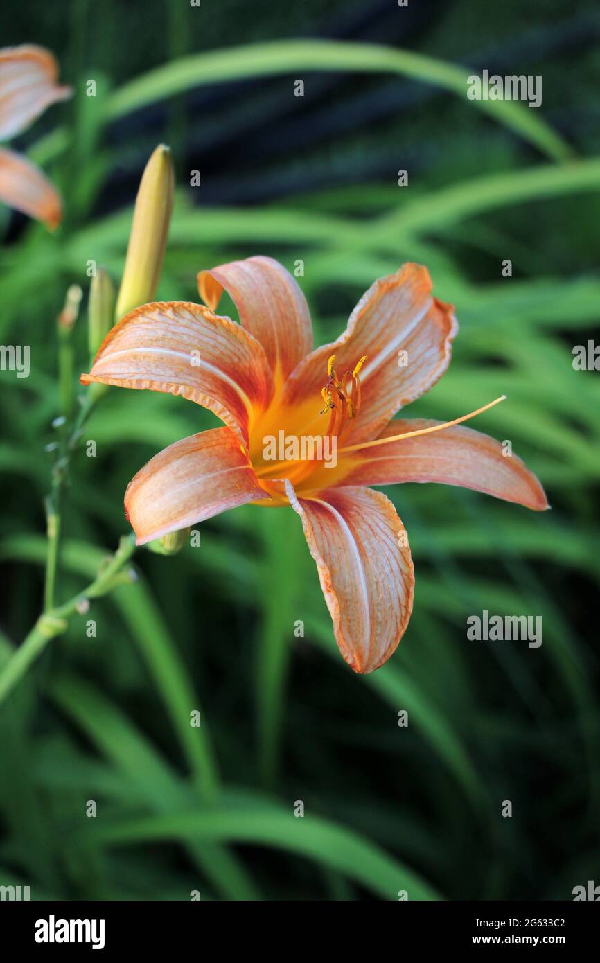 A lily variety grown in Turkey. Orange Lilium flower. lilium cernuum. Stock Photo