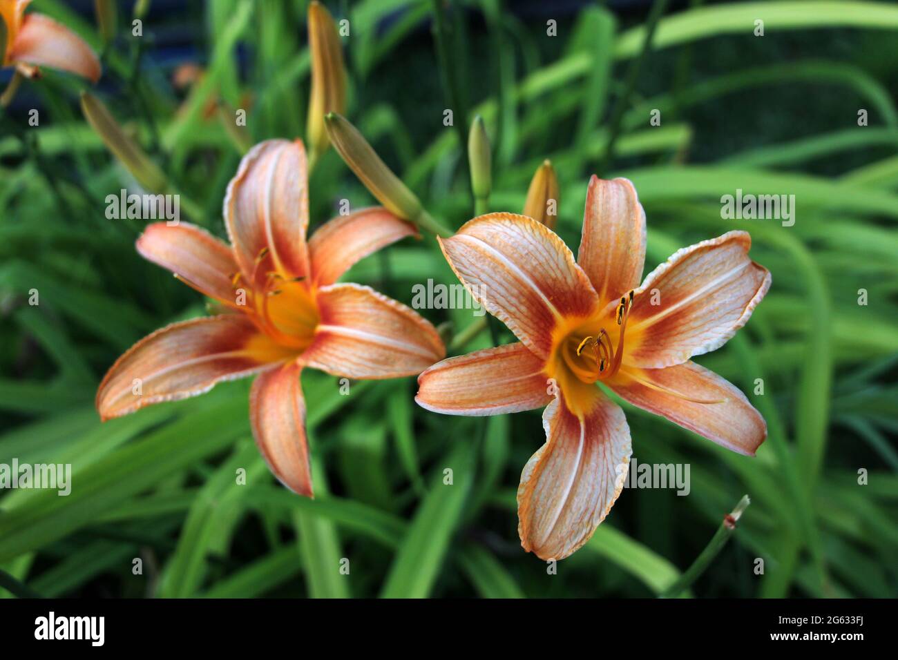 A lily variety grown in Turkey. Orange Lilium flower. lilium cernuum Stock Photo