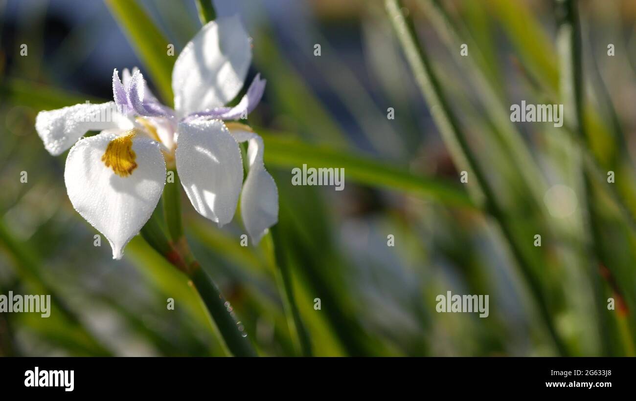 White iris flower blossom, gardening in California, USA. Delicate bloom in spring morning garden, drops of fresh dew on petals. springtime flora in so Stock Photo