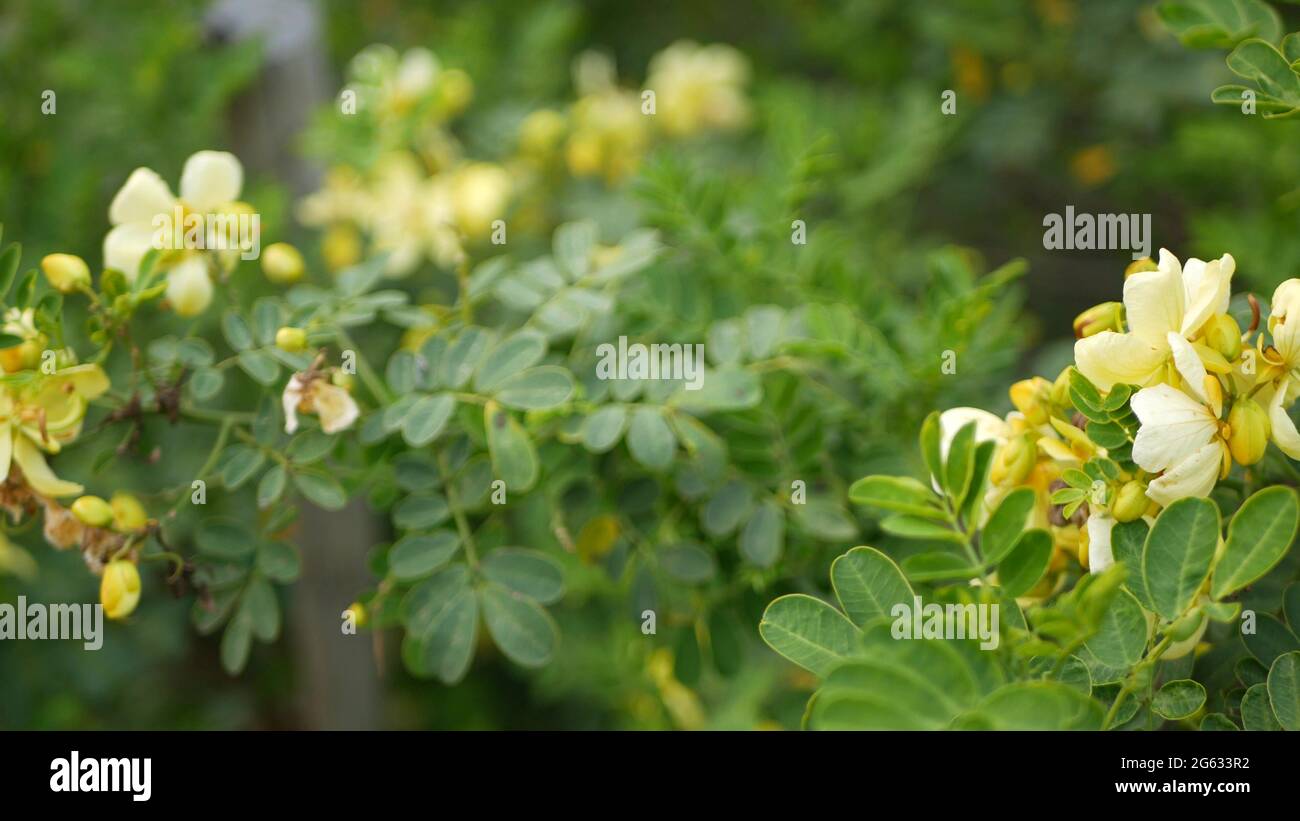 Yellow senna flower in garden, California USA. Cassia candlewood springtime pure bloom, romantic botanical atmosphere, delicate tender blossom. Spring Stock Photo