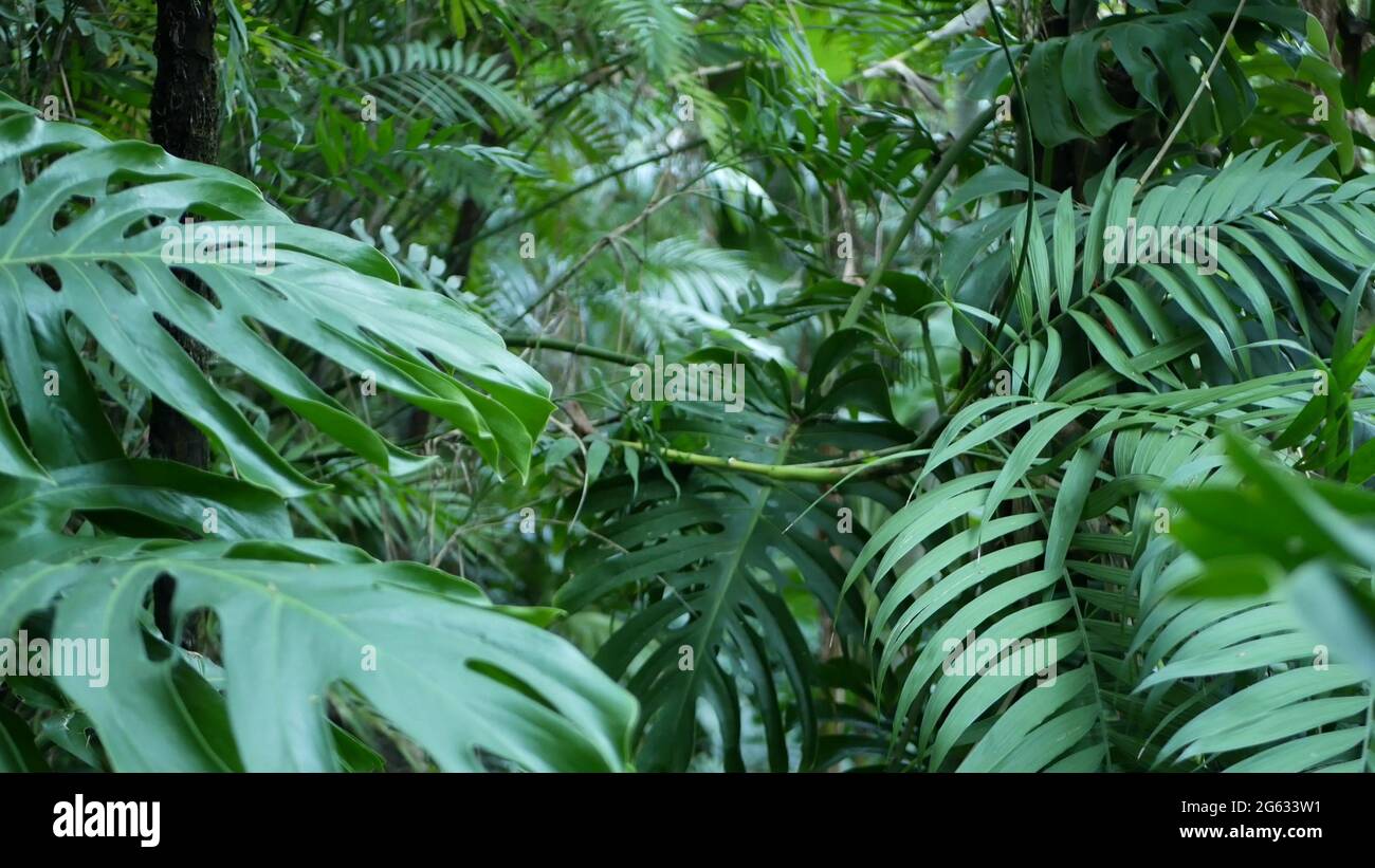 monstera umtopfen stab XXL Monstera mit Stab bestellen – Green Me Up main image 0