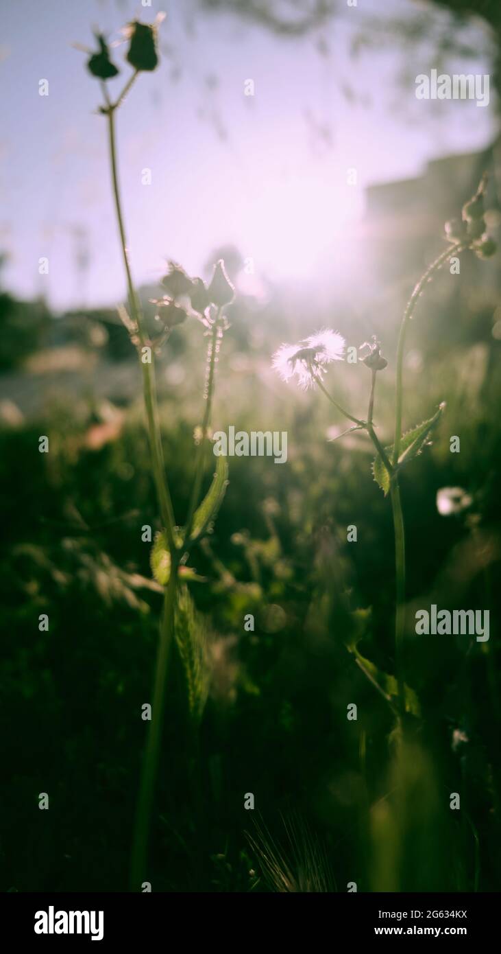 Dandelion wildflower sun sky hi-res stock photography and images - Alamy