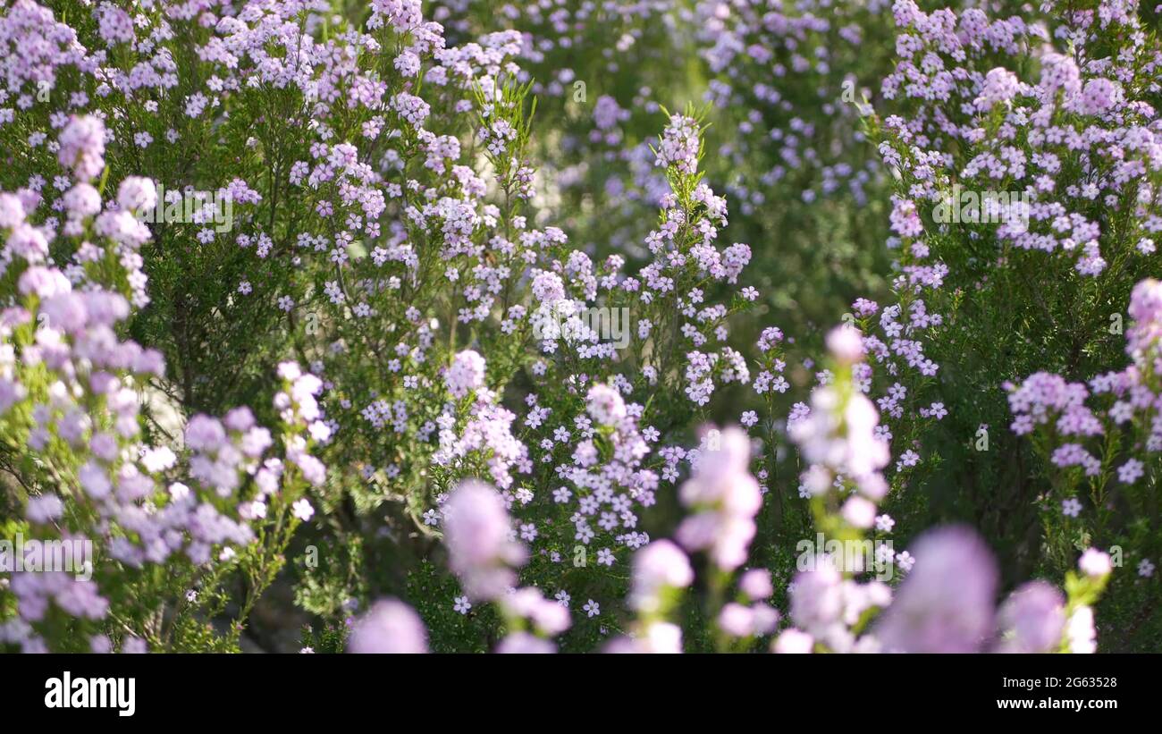 Confetti bush lilac flower, California USA. Coleonema pulchellum, buchu diosma springtime bloom. Home gardening, american decorative ornamental housep Stock Photo