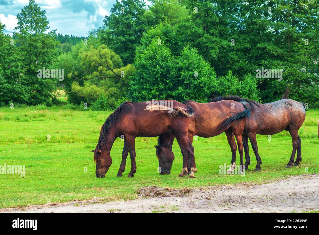 Herd of wild dark brown horses graze on summer green fields by blue sky. Summer landscape with equine group near forest Stock Photo