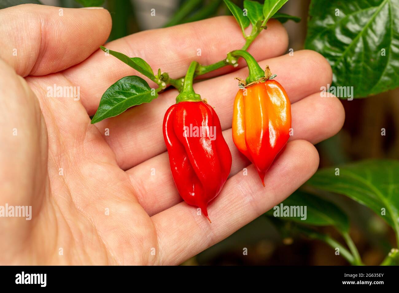 Habanero chili peppers Stock Photo Alamy