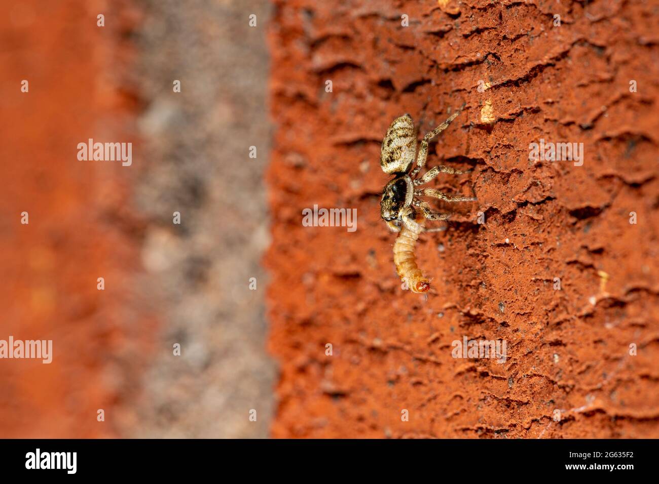 Zebra jumping spider (Salticus scenicus) eating a grub Stock Photo Alamy