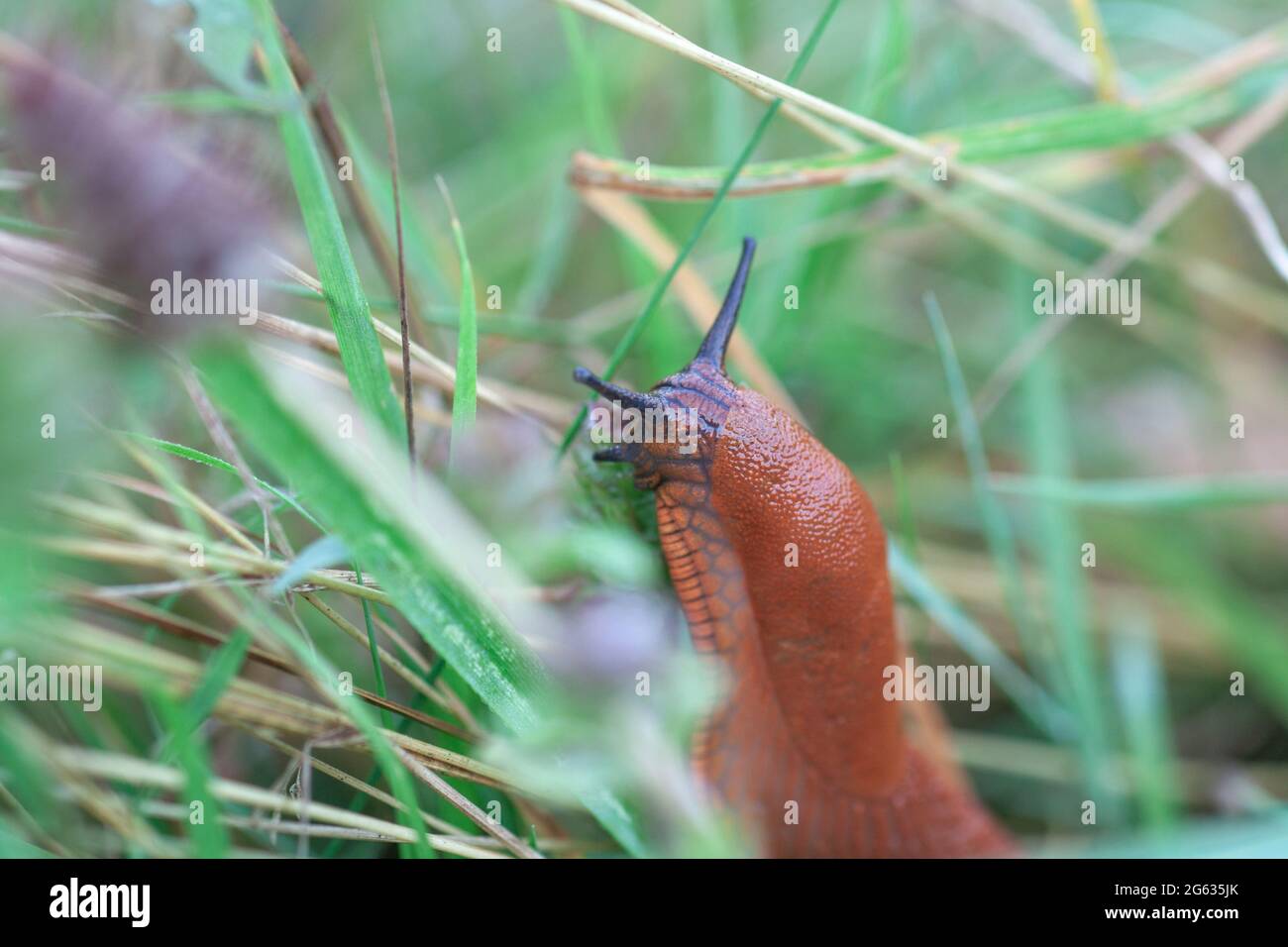 Brown Spanish slug crawling in summer garden. Arion vulgaris portrait in green grass, selective focus Stock Photo