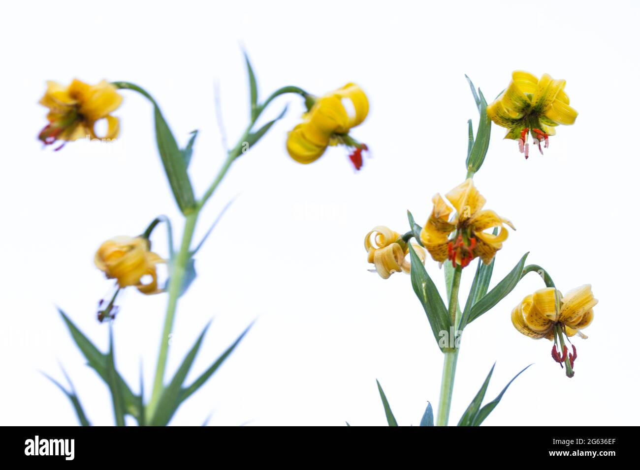 Pyrenean Lily (Lilium pyrenaicum) on white background Stock Photo