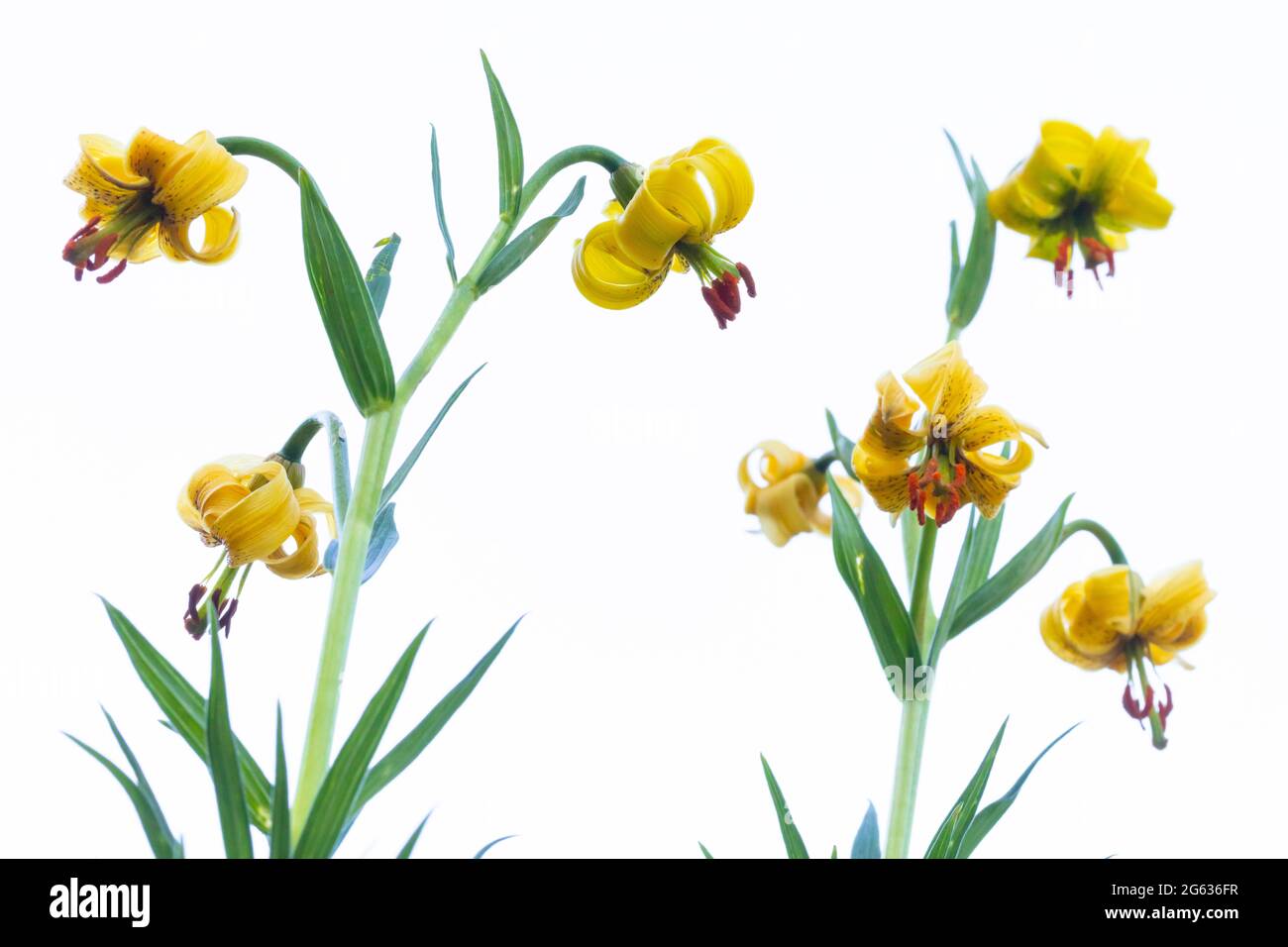 Pyrenean Lily (Lilium pyrenaicum) on white background Stock Photo