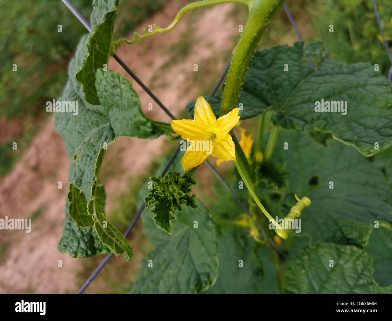 Melon flowers hires stock photography and images Alamy