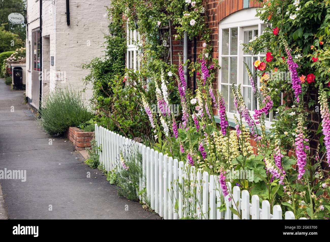 Foxgloves in a cottage garden in the village of Tealby, Lincolnshire Stock Photo