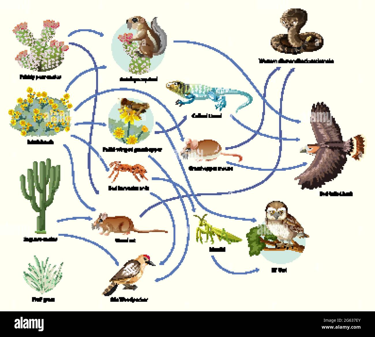 Diagram showing animal food chain on white background illustration Stock  Vector Image & Art - Alamy