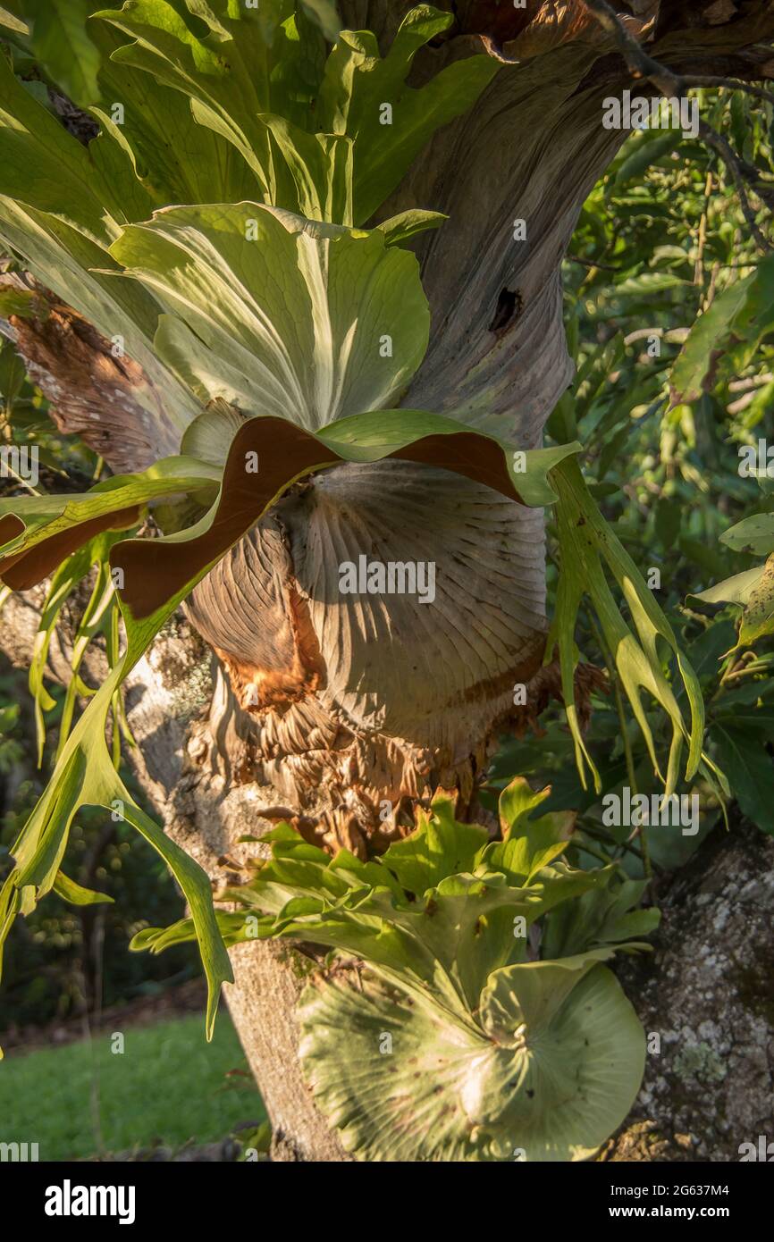 Two staghorn ferns, platycerium superbum, growing on avocado tree (persea americana) in orchard in Queensland Australia. Seed from nearby rainforest. Stock Photo