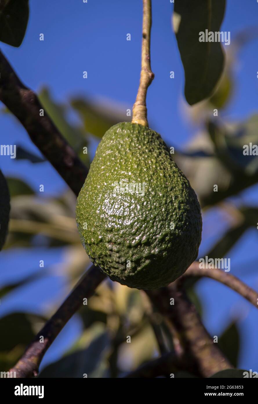 Hass avocado tree hanging hires stock photography and images Alamy