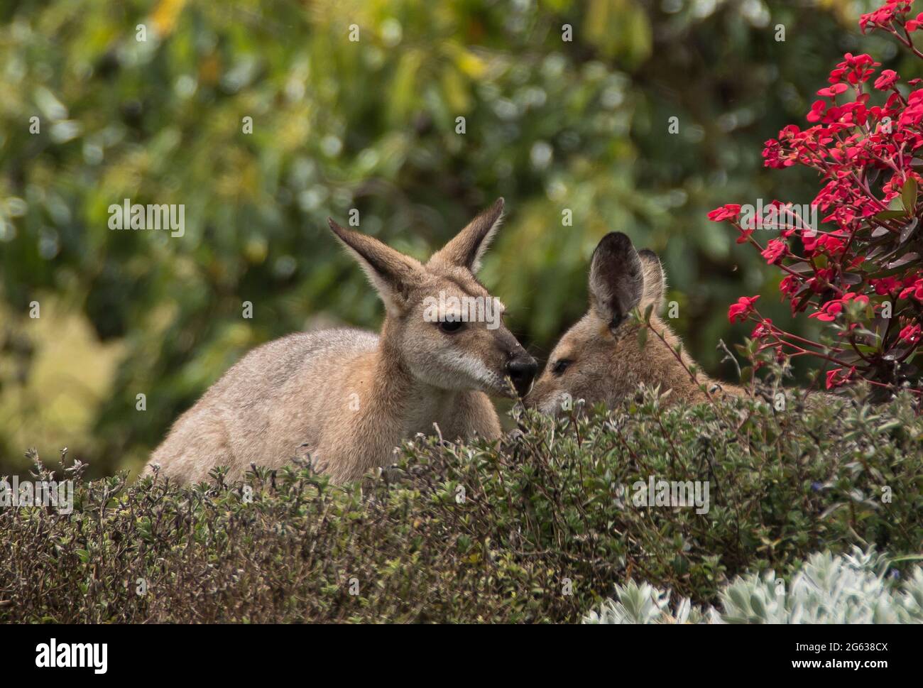 Pair of affectionate young wild red-necked wallabies (Macropus rufogriseus) visiting a  Australian garden on Tamborine Mountain, Queensland. Stock Photo